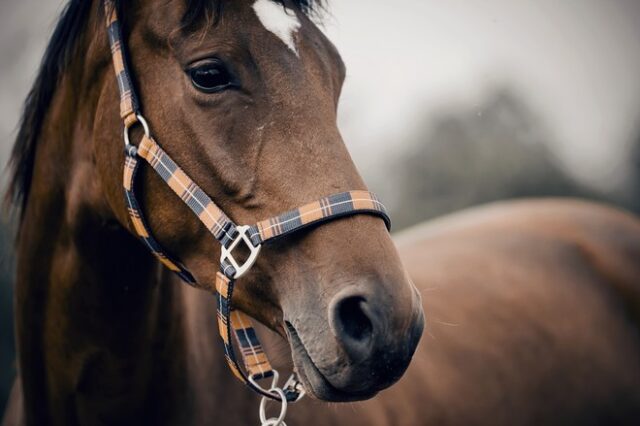 Χαλκιδική: Δικογραφία για ιδιοκτήτη αλόγου που το άφησε δεμένο στον ήλιο – Η εξοργιστική απάντησή του