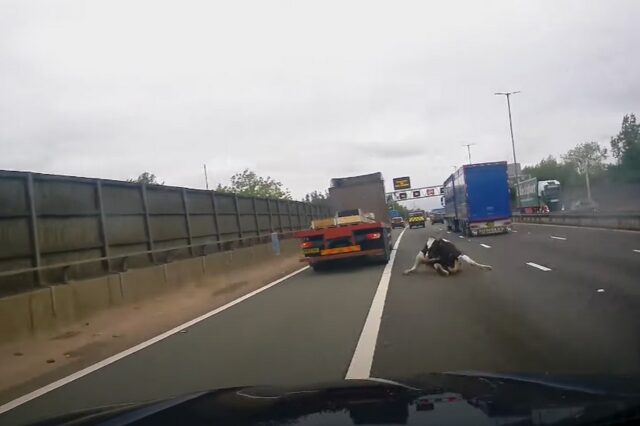 Βρετανία: Φορτηγό “αδειάζει” αγελάδα σε αυτοκινητόδρομο – Συγκλονιστικό βίντεο