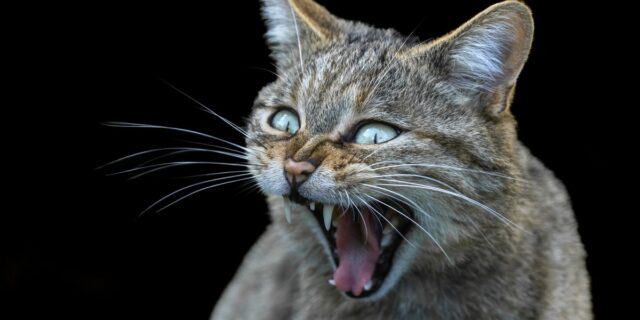 Βρετανία: Γάτα δάγκωσε άνδρα και τον μόλυνε με άγνωστο βακτήριο