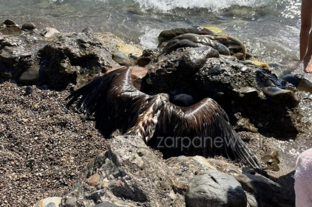 Κρήτη: Γυπαετός εντοπίστηκε νεκρός σε παραλία