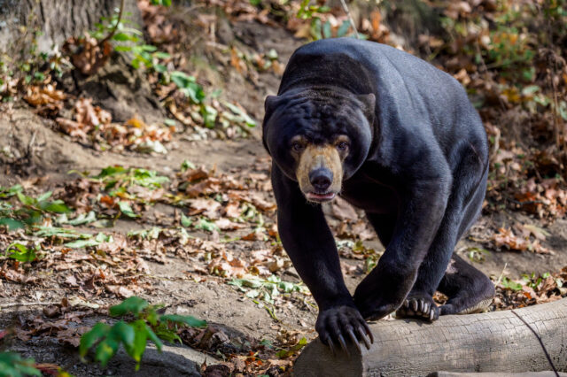 Κίνα: Ζωολογικός κήπος διαψεύδει ότι οι αρκούδες του είναι άνθρωποι με… στολές