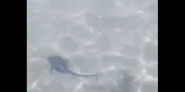 Βίντεο: Μικρός καρχαρίας εμφανίστηκε σε παραλία της Σαλαμίνας – Η αντίδραση των λουόμενων