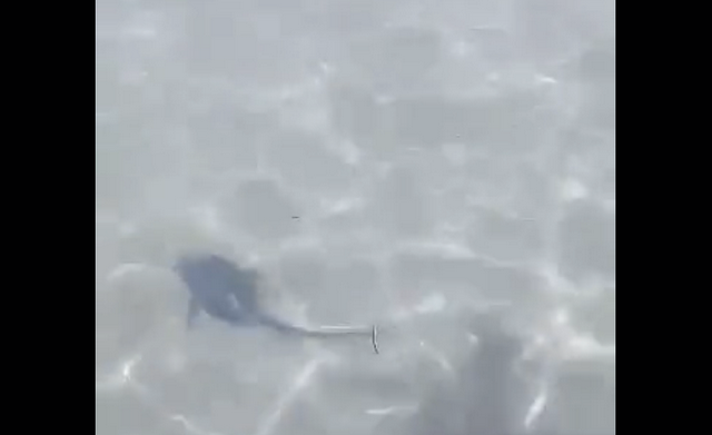 Βίντεο: Μικρός καρχαρίας εμφανίστηκε σε παραλία της Σαλαμίνας – Η αντίδραση των λουόμενων