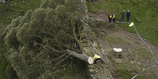 Το κομμένο Sycamore Gap