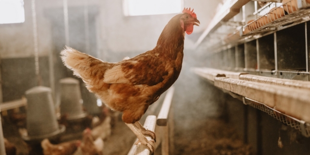 Γρίπη των πτηνών: “Συναγερμός” στην Κροατία για την εμφάνιση του ιού H5N1