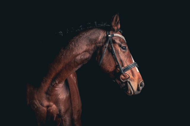 Ένα άλογο