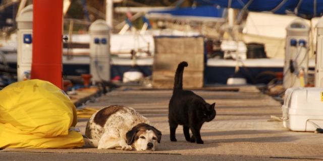 Σκύλος και γάτα (Φωτογραφία Αρχείου)