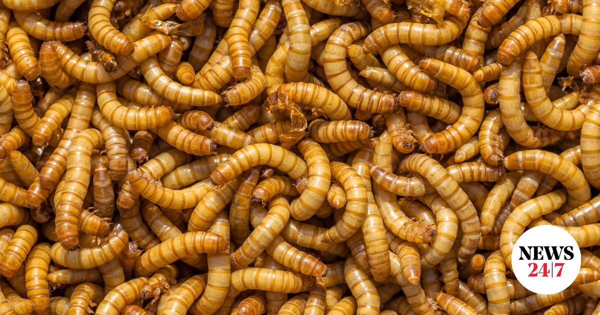 Worms began falling on the heads of passengers on the plane