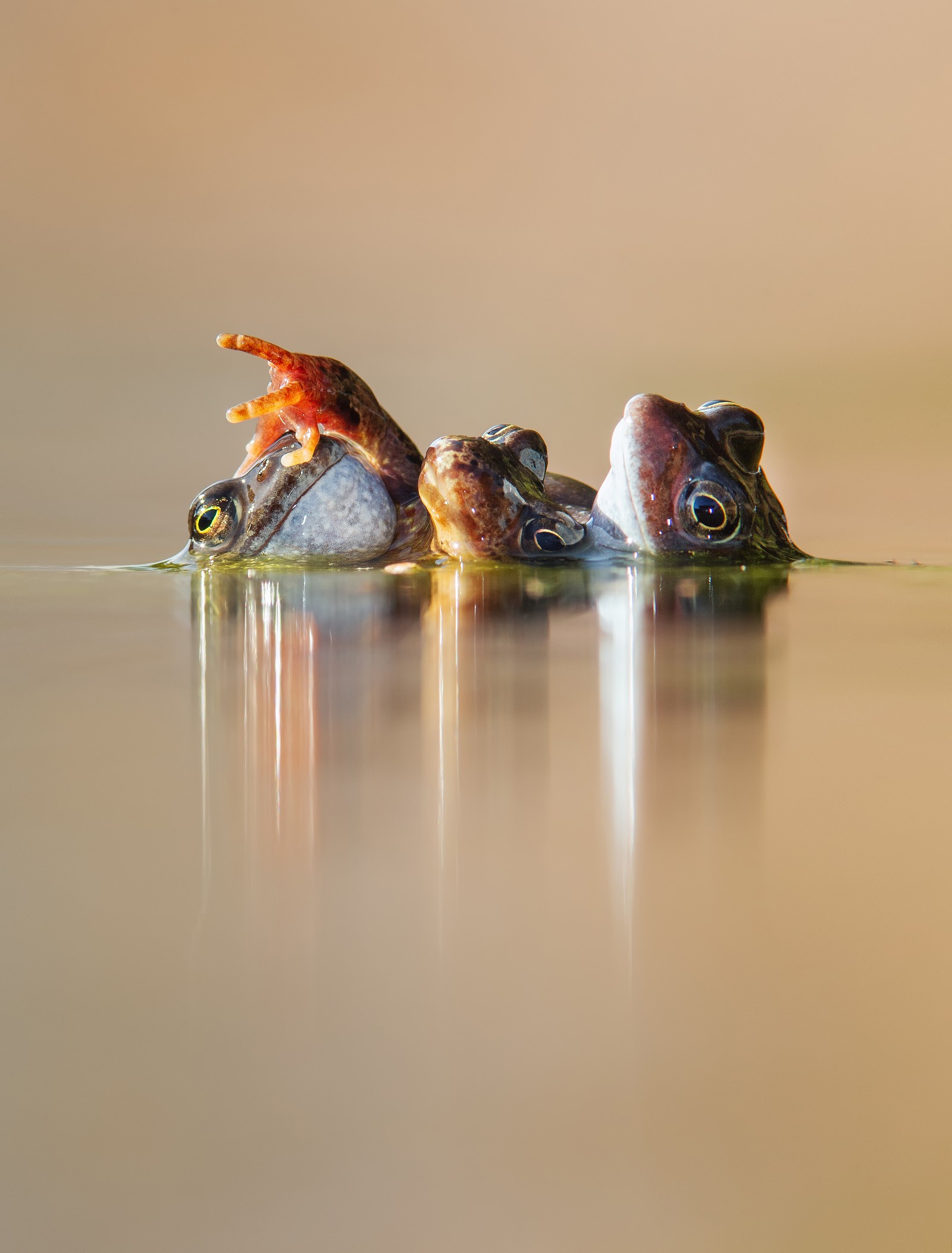 Three Frogs in Amplexus