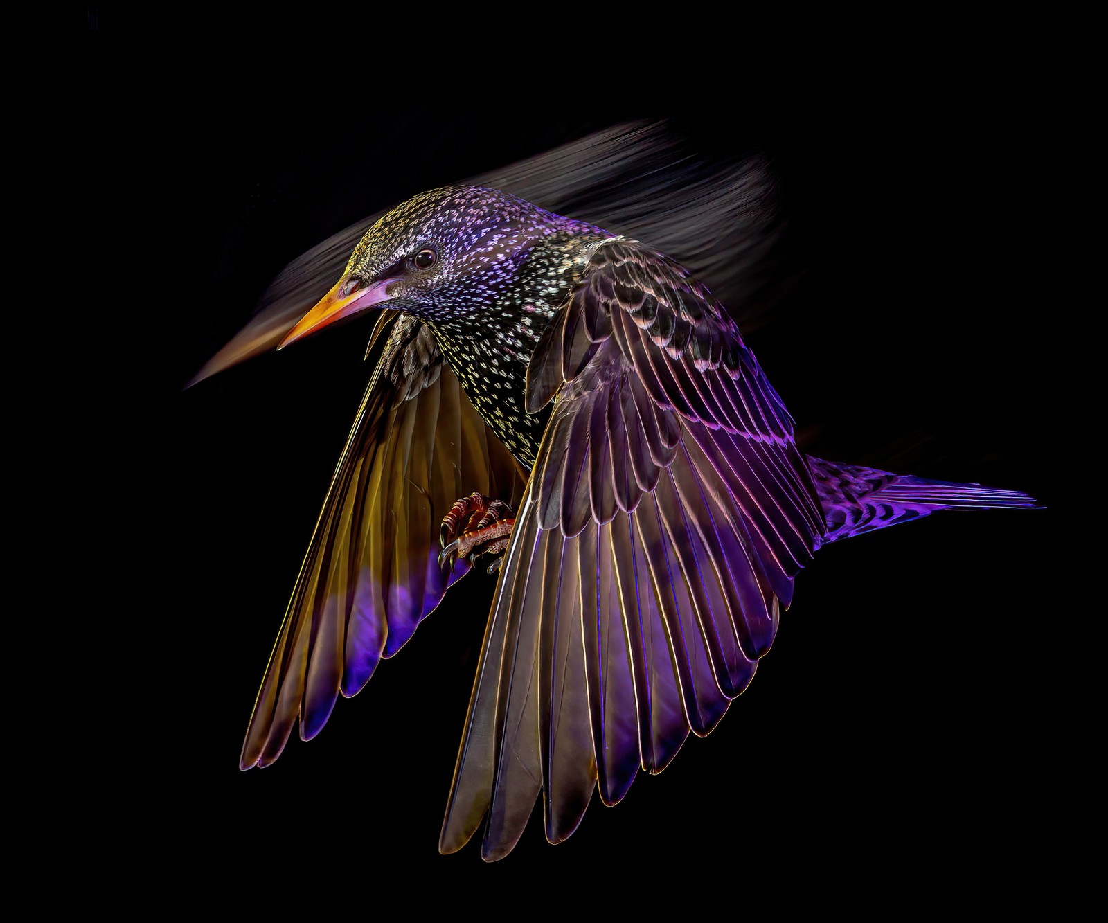 Starling at Night