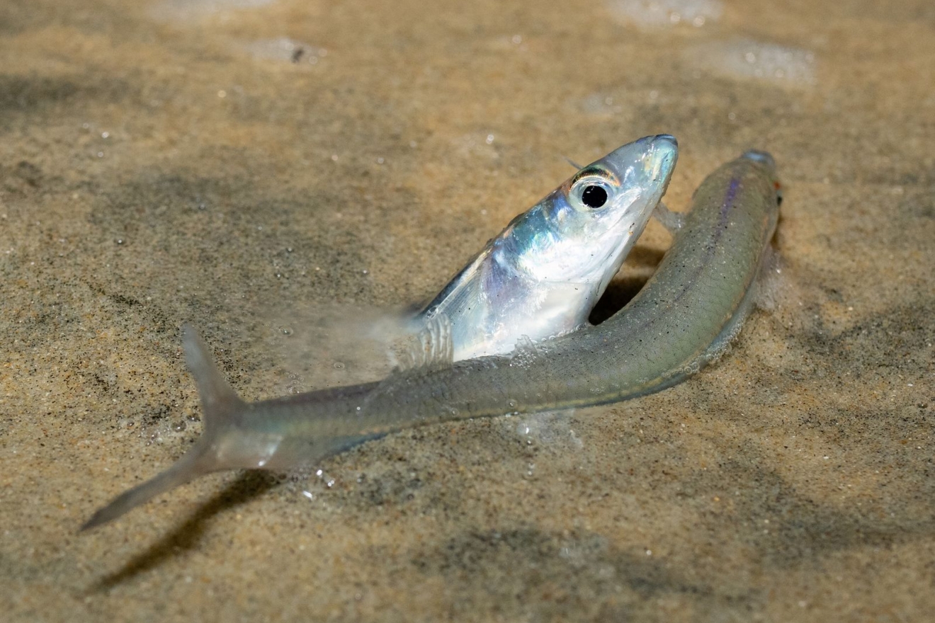 Το τρέξιμο του grunion σε παραλία του Σαν Ντιέγκο