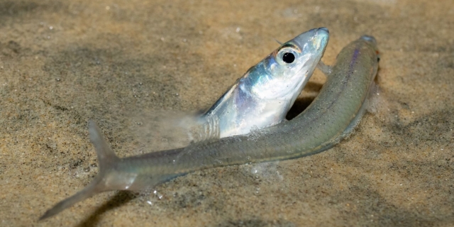 Το τρέξιμο του grunion σε παραλία του Σαν Ντιέγκο