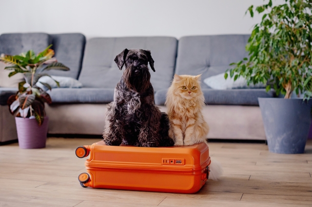 Σκύλος και γάτα πάνω σε βαλίτσα - ταξίδι