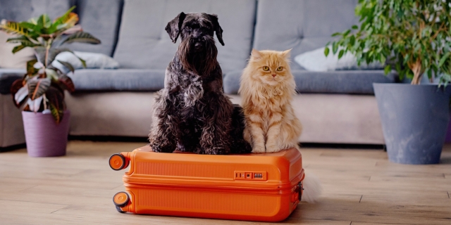 Σκύλος και γάτα πάνω σε βαλίτσα - ταξίδι