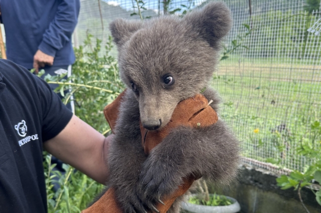 Κοζάνη: Το πιο γλυκό αρκουδάκι βρήκε καταφύγιο σε αυλή σπιτιού