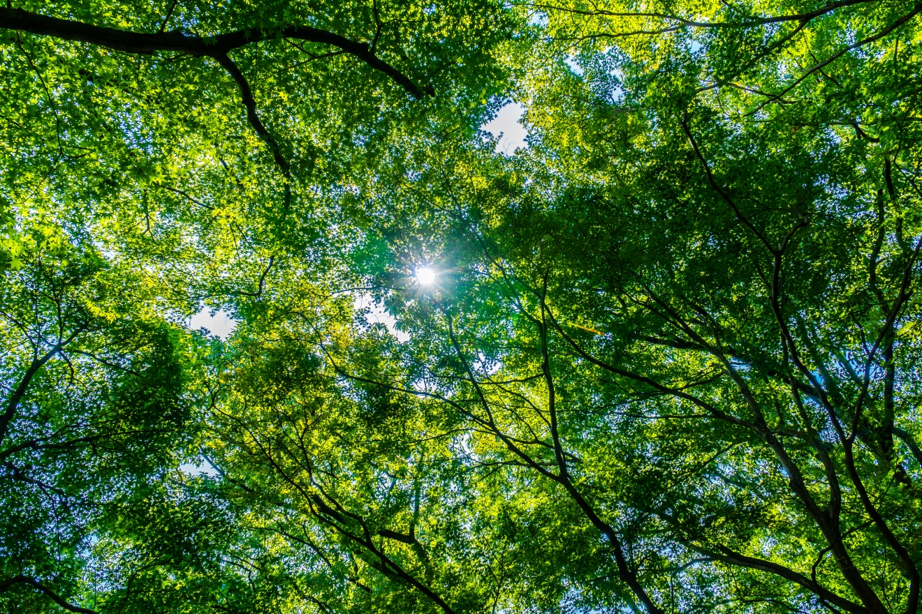 Πώς η ανανέωση των δασών αντιστρέφει την υπερθέρμανση του πλανήτη
