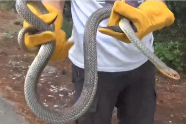 Θεσσαλονίκη: Φίδι σχεδόν δυο μέτρα βρέθηκε σε ντουζιέρα σπιτιού