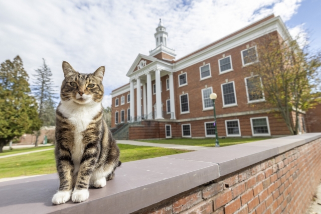 Πανεπιστήμιο στις ΗΠΑ αναγόρευσε διδάκτορα έναν… γάτο