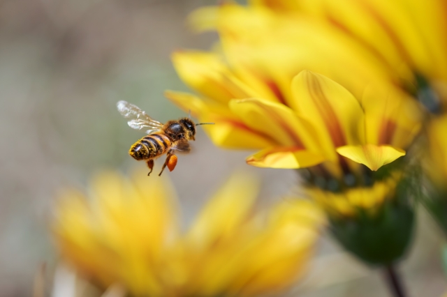 Μέλισσες (φωτογραφία αρχείου)
