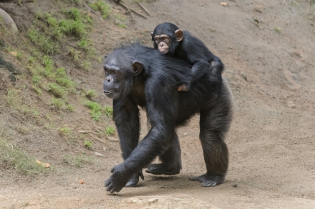 Μαμά χιμπατζίνα με το μικρό της (φωτογραφία αρχείου)