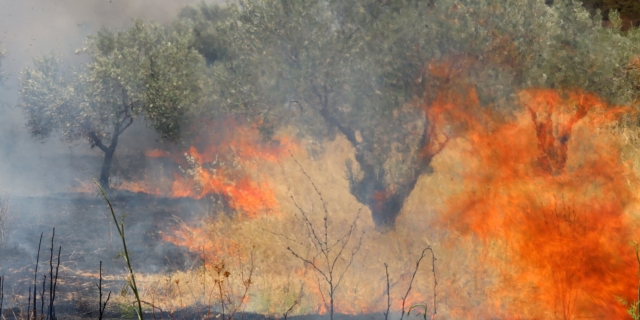 Φωτιά στη Βοιωτία