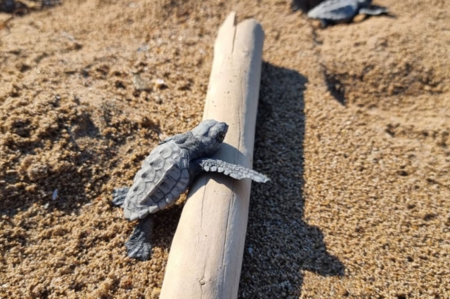 Ο ΑΡΧΕΛΩΝ αποτελεί τον φάρο ελπίδας για τις θαλάσσιες χελώνες