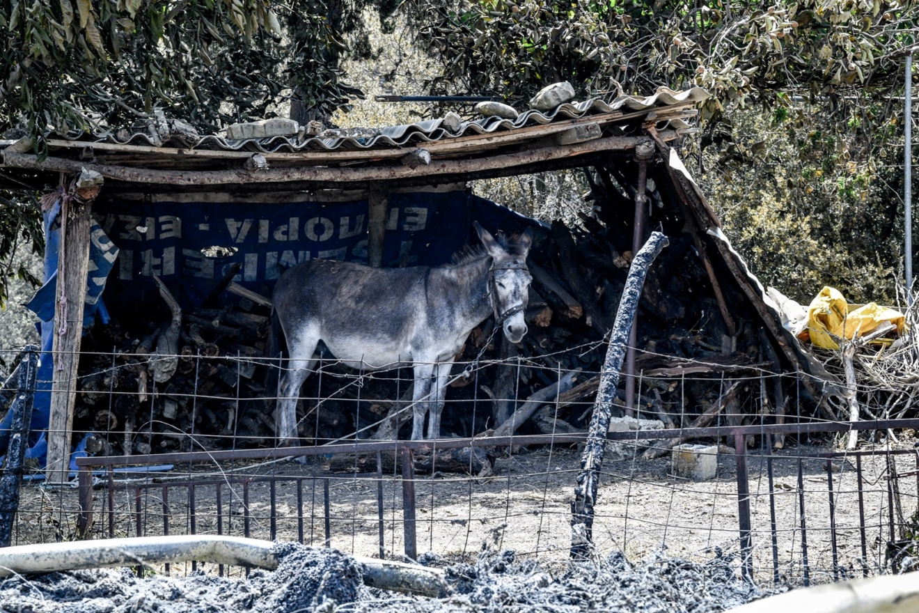 Καταστροφές από την πυρκαγιά στο χωριό Κάλφας Αχαΐας