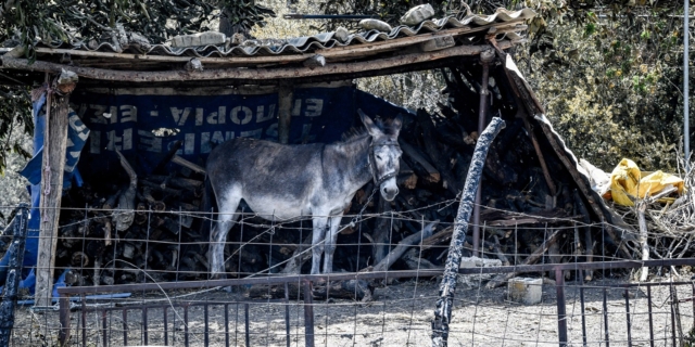 Καταστροφές από την πυρκαγιά στο χωριό Κάλφας Αχαΐας