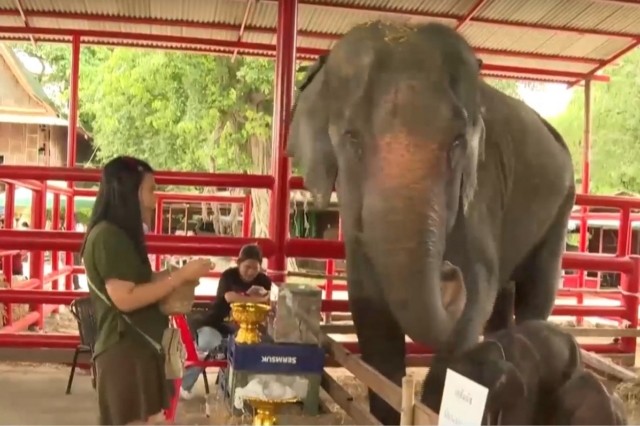 Ταϊλάνδη: Γεννήθηκαν σπάνια δίδυμα ελεφαντάκια – Με νευρικό κλονισμό η μητέρα