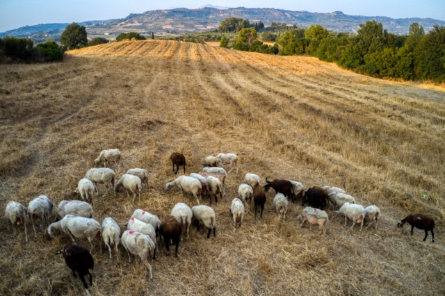 Συναγερμός για τα κρούσματα πανώλης στα αιγοπρόβατα στη Θεσσαλία – Πώς να προστατευθούμε
