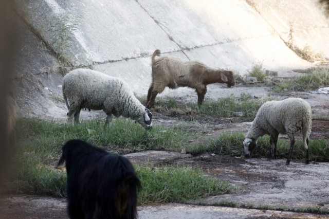 Πανώλη στα αιγοπρόβατα: Σε κατάσταση ειδικής κινητοποίησης η Θεσσαλία