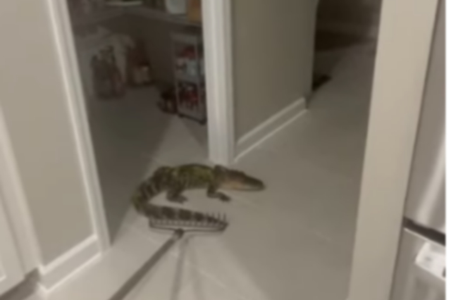 Απίστευτο βίντεο: Κροκόδειλος μπαίνει σε σπίτι από το πορτάκι σκύλου