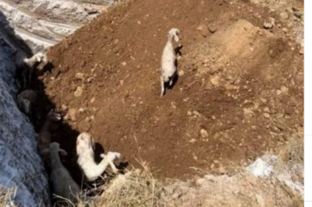 Πανώλη στα Τρίκαλα: Έθαψαν ζωντανά 350 πρόβατα- Η μήνυση του Κουρέτα