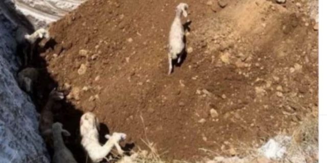 Πανώλη στα Τρίκαλα: Έθαψαν ζωντανά 350 πρόβατα- Η μήνυση του Κουρέτα
