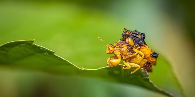 Έντομα ζευγαρώνουν κατά τη διάρκεια του καλοκαιριού