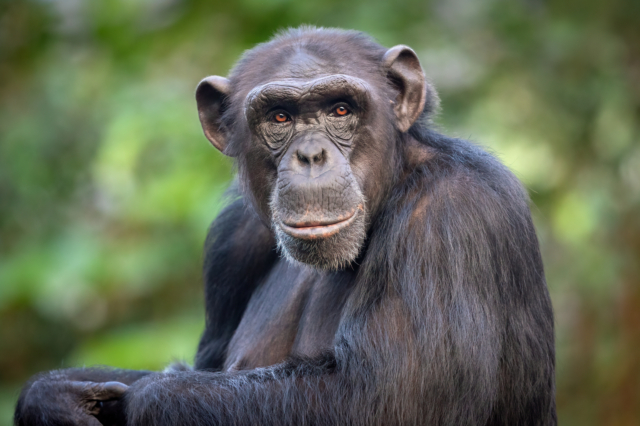Η λέξη που είπαν οι χιμπατζήδες και διέλυσαν τη θεωρία πως δεν μιλούν