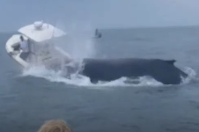 Φάλαινα αναποδογυρίζει σκάφος