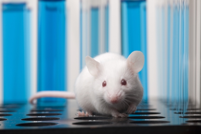 Ποντίκι υποβάλλεται σε πειράματα σε εργαστήριο