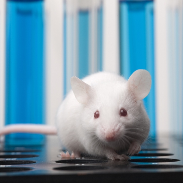 Ποντίκι υποβάλλεται σε πειράματα σε εργαστήριο