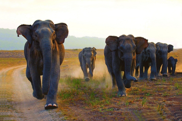 Ν. Αφρική: Νεκρός τουρίστας που ποδοπατήθηκε από ελέφαντες