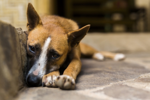 Χανιά: Συνελήφθη ιδιοκτήτης σκύλου που τον είχε δεμένο και χωρίς νερό στον καύσωνα