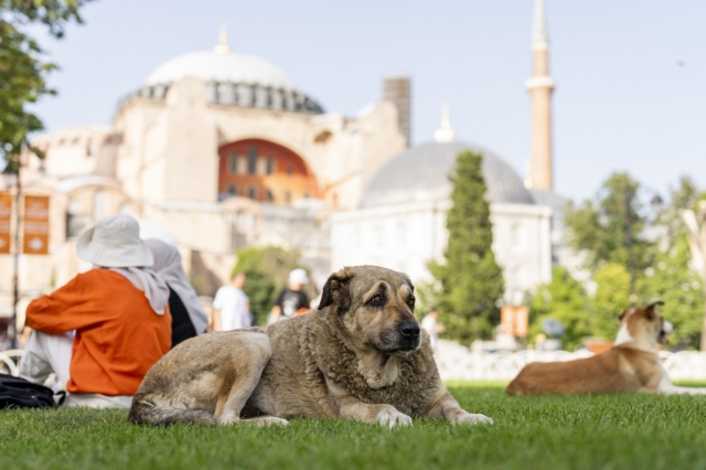 Αδέσποτοι σκύλοι στην Κωνσταντινούπολη