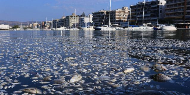 Νεκρά ψάρια στο λιμάνι του Βόλου