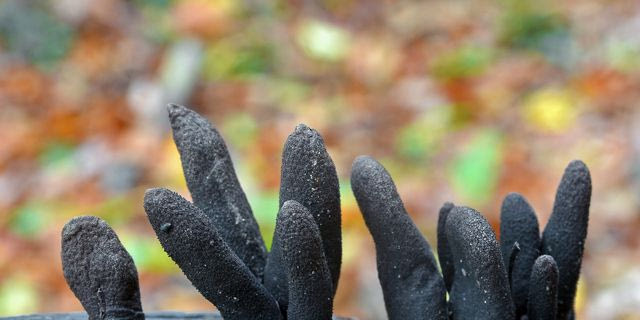 Xylaria polymorpha