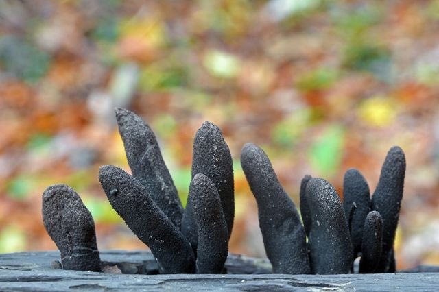 Xylaria polymorpha