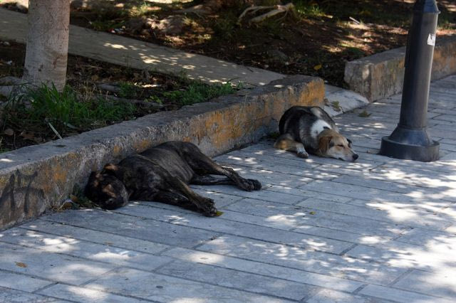 Αδέσποτα ζώα