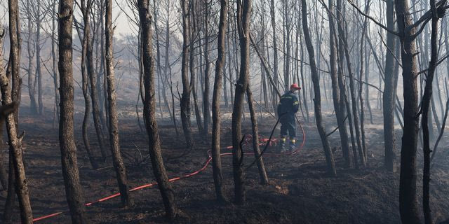 WWF: 500.000 στρέμματα καμένων εκτάσεων την αντιπυρική περίοδο 2024