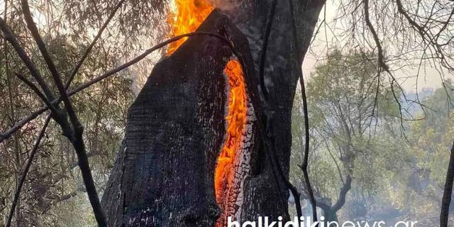 Χαλκιδική: Συνελήφθη 51χρονος για την πυρκαγιά στον Νέο Μαρμαρά