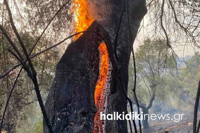 Χαλκιδική: Συνελήφθη 51χρονος για την πυρκαγιά στον Νέο Μαρμαρά