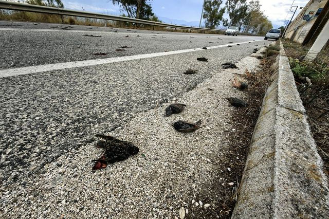 Νεκρά πουλιά στο Ναύπλιο